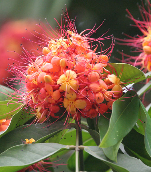 Ashoka Tree (Saraca asoca / Saraca indica)