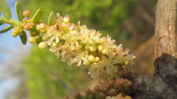 Flowers of the Amla tree (Phyllanthus emblica), tiny greenish-yellow blossoms along a leafy twig