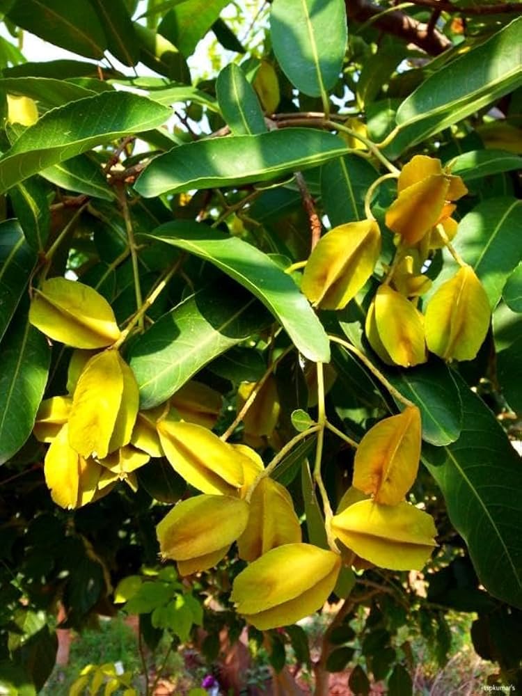 Arjuna tree (Terminalia arjuna) with its pale, smooth bark and spreading crown