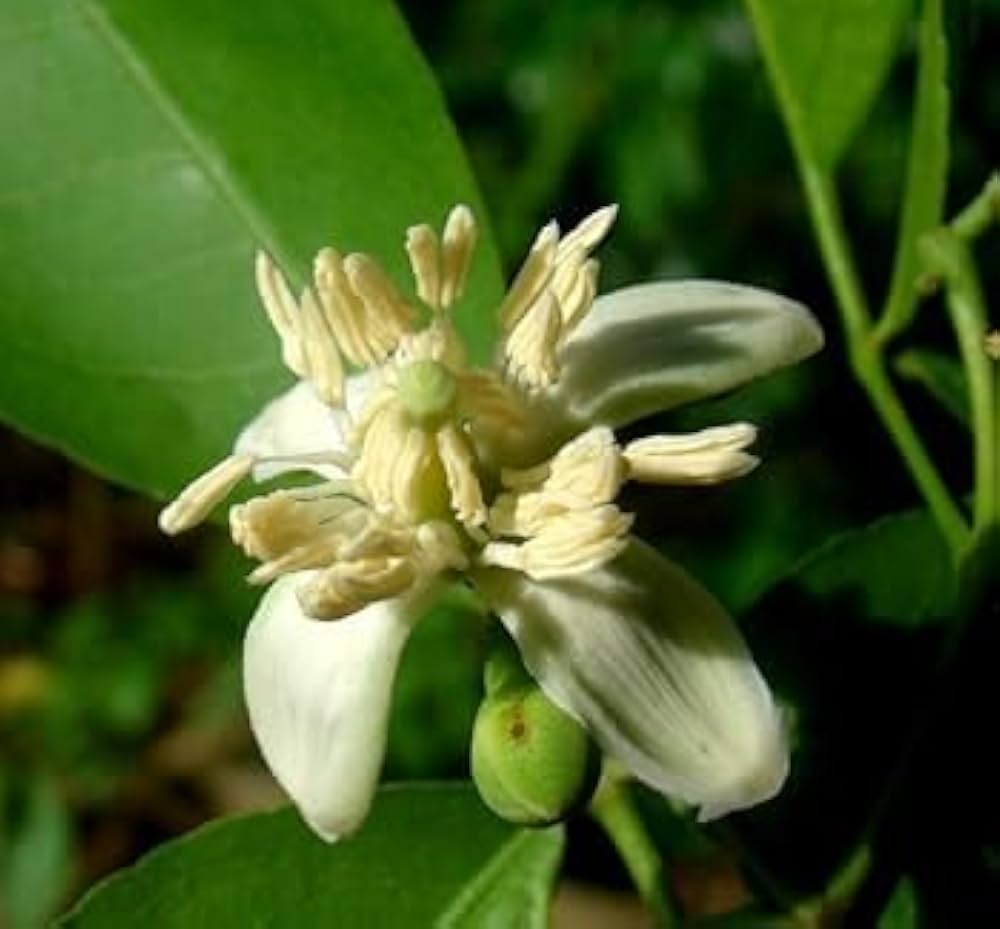 Fragrant greenish-white flowers of the Bael tree (Aegle marmelos)