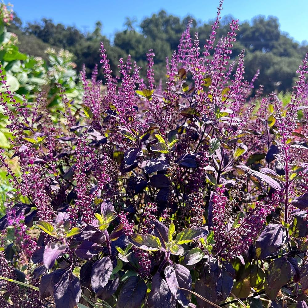 Tulsi (holy basil, Ocimum tenuiflorum) plant with leaves and flower spikes